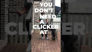 4 Easy Tips for Clicker Training Your Dog Shorts [upl. by Suryc]