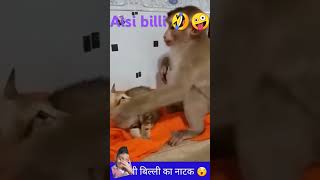 Alsi billi comedy short cat [upl. by Kim]