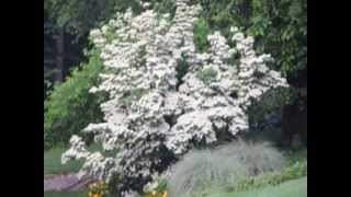 White Kousa Dogwoods [upl. by Cooley48]