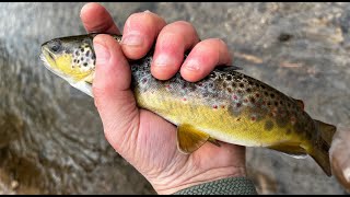 Tenkara Brown Trout with the Popsicle Dry Dropper [upl. by Seraphina]