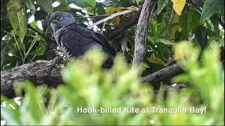 Hook billed Kite at Tranquilo Bay [upl. by Atin822]