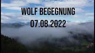 Meine Wolfsbegegnung am 07082022 Teil 2 [upl. by Afnin832]