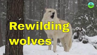 Wolves rewilding and rivers George Monbiot Rewilding Britain documentary video for youtube [upl. by Yatnuahs]