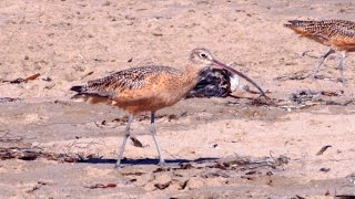 Longbilled Curlew [upl. by Garrik]