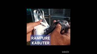 RAMPUE KABUTER rampure pigeon kabutar [upl. by Ahseiym723]