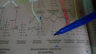 PENTOSE PHOSPHATE PATHWAY part 2non oxidative reactions [upl. by Mahmud]