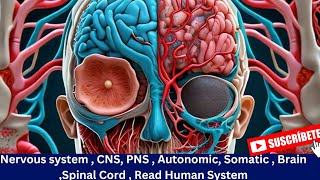 Nervous system  CNS PNS  Autonomic Somatic  Brain Spinal Cord  Read Human System learning [upl. by Cyril]