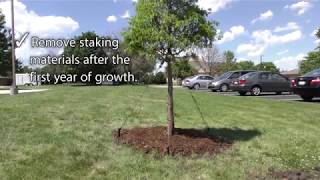 Best Practices  Staking a Tree [upl. by Tray271]