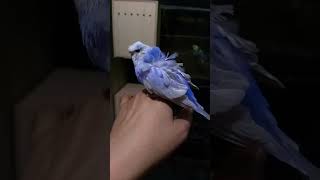 He is not fully weaned yet but his mother have a new eggbudgielaefbirdbreeding birdslover pet [upl. by Yaned]