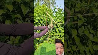 satisfying archery garden funny gardening diy bamboo youtubeshorts wood craft [upl. by Ester791]