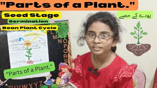 How Do Bean Plants Grow  Minsa Explains Plant Life Cycle amp Parts [upl. by Sculley]