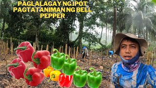 INABOT NG MALAKAS NA ULAN SA PAGLALAGAY NG IPOT PREPAIR PARA SA PANG DECEMBER BELL PEPPER [upl. by Auos515]