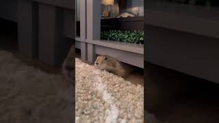 Proof Prairie Dogs Have No Bones [upl. by Eidoc]