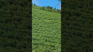 Tea plantation Go down deh nature shorts Peermade [upl. by Leinod]