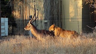 Lions Get Shocked During Hunt [upl. by Ymrej]