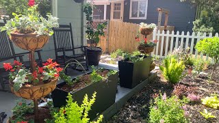 Showing My Summer Containers New Shade Garden amp Mass Planting Foxglove and Nicotiana [upl. by Meid]