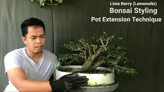 Lime Berry Lemonsito Bonsai Styling quotShakanquotBonsai Tutorial for Beginners EP09 [upl. by Belac]