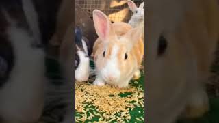 feeding my dog a rabbit full video [upl. by Nacul]