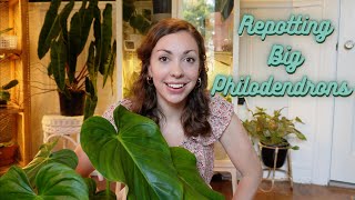 Repotting My Philodendron Pastazanum Billietiae amp Gloriousum [upl. by Pollak]