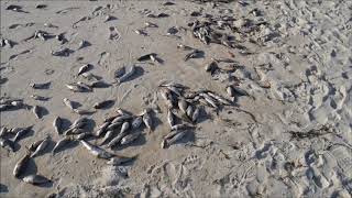 Red Tide Panama City Beach  Officials Sweep Away Evidence  September 2018 [upl. by Ermengarde]