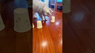 Genius Cat Outsmarts the Cup amp Ball Puzzle—MindBlowing Intelligence [upl. by Stieglitz]