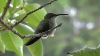 Colibrí o Zumbador Dorado Anthracothorax dominicus  Antillian Mango Hummingbird [upl. by Tengler]