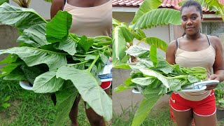 Harvesting Callaloo Grown In Old Tire  A Must See September 2021 [upl. by Nemsaj]