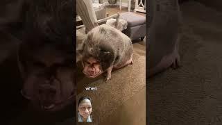 So big pig reels piggy animals fypシ゚viral [upl. by Aneeres]