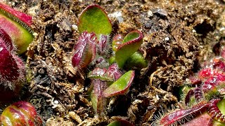 Cephalotus  Inside Look Into Cephalotus Pitchers [upl. by Ayotl]