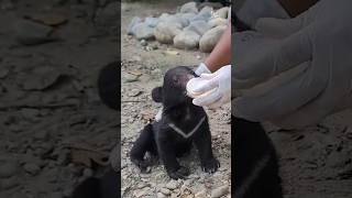 A male Asiatic black bear cub rescued in ArunachalPradesh  has been placed in the care of CBRC [upl. by Nylleoj376]