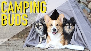 CAMPING WITH BUDDIES  Topi the Corgi [upl. by Neri]