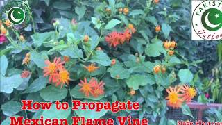 How to Propagate Mexican Flame Vine [upl. by Aseram]