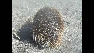 Do Echidnas Shoot Spines When They Are Touched Lets Find Out [upl. by Airahcaz46]