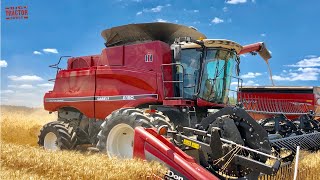 CASE IH 6150 AxialFlow Combine Harvesting Wheat [upl. by Annawik]