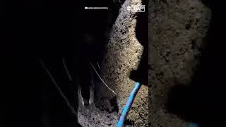 Nature vlogger saves puppy trapped in crevasse [upl. by Arrad]