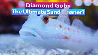 Diamond Goby  The Ultimate Sand Bed Clean up Crew [upl. by Parrnell39]