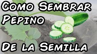 Como Sembrar Pepinos Con Exito Del Semillero Al Trasplante [upl. by Wimsatt]