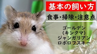 【初心者必見】ハムスターのお迎えと基本の飼い方。掃除の仕方と注意点 [upl. by Konstance]