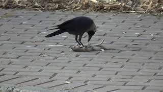 Crow Catch Rat  Crow messed with the wrong mouse [upl. by Ahrens941]