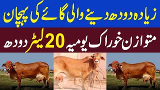 Highest Milking Sahiwal Cow Breed  Kissan Pakistan [upl. by Brinson382]