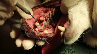 CanineTooth Root Abscess [upl. by Richara]