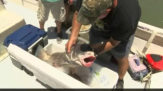 Grand Isle Tarpon Rodeo with Bob Breck [upl. by Josephine977]