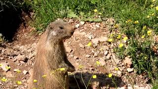 Marmotta in posa tra i ranuncoli Lessinia Ala di Trento luglio 2024 [upl. by Anoval]