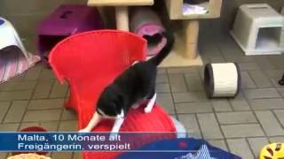 Tierheim WauMauInsel Hunde Katzen und Kaninchen suchen ein Zuhause [upl. by Lafleur]