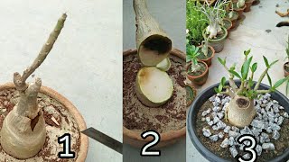 How to save your adenium plant after damage \\ Adenium ko kharab hone k baad kaise bachaye [upl. by Areikahs]