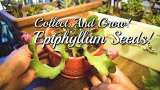 How to Collect Germinate and Grow Epiphyllum Guatemalense Cactus Seeds Part 1 [upl. by Hctud]