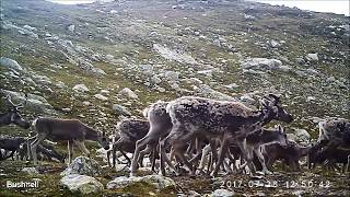 Villrein Hardangervidda trail cam III 2017ReindeerRentier [upl. by Attenna230]