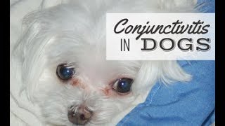 Conjunctivitis In Dogs Symptoms Causes amp Treatments [upl. by Ardnued]