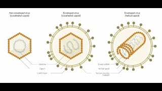 Microbiology  Introduction to General Virology [upl. by Iilek]