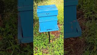 Bee keeping in our orchard beekeeping honeybee pollination honey [upl. by Donnell]